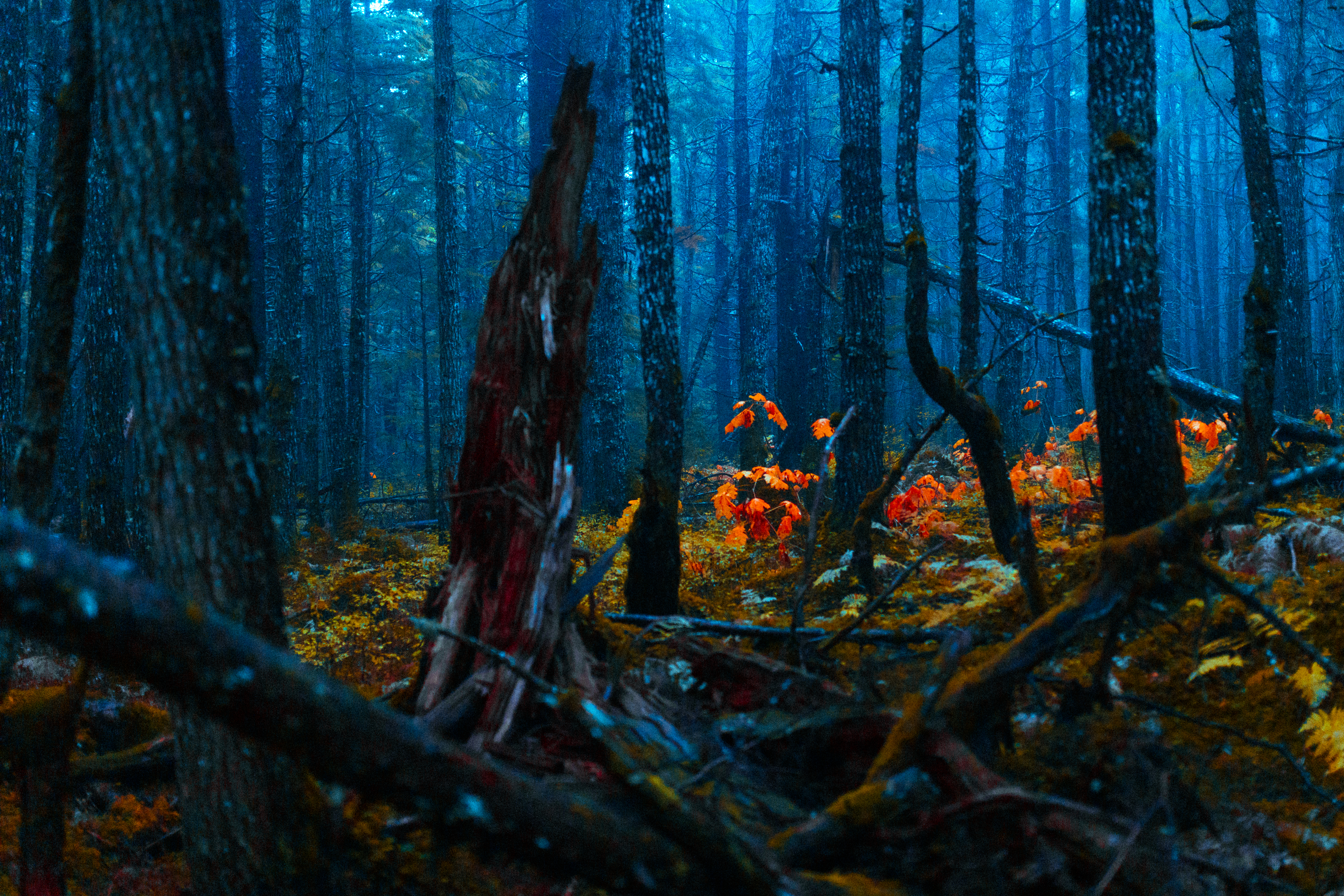 Psychedelic Forest