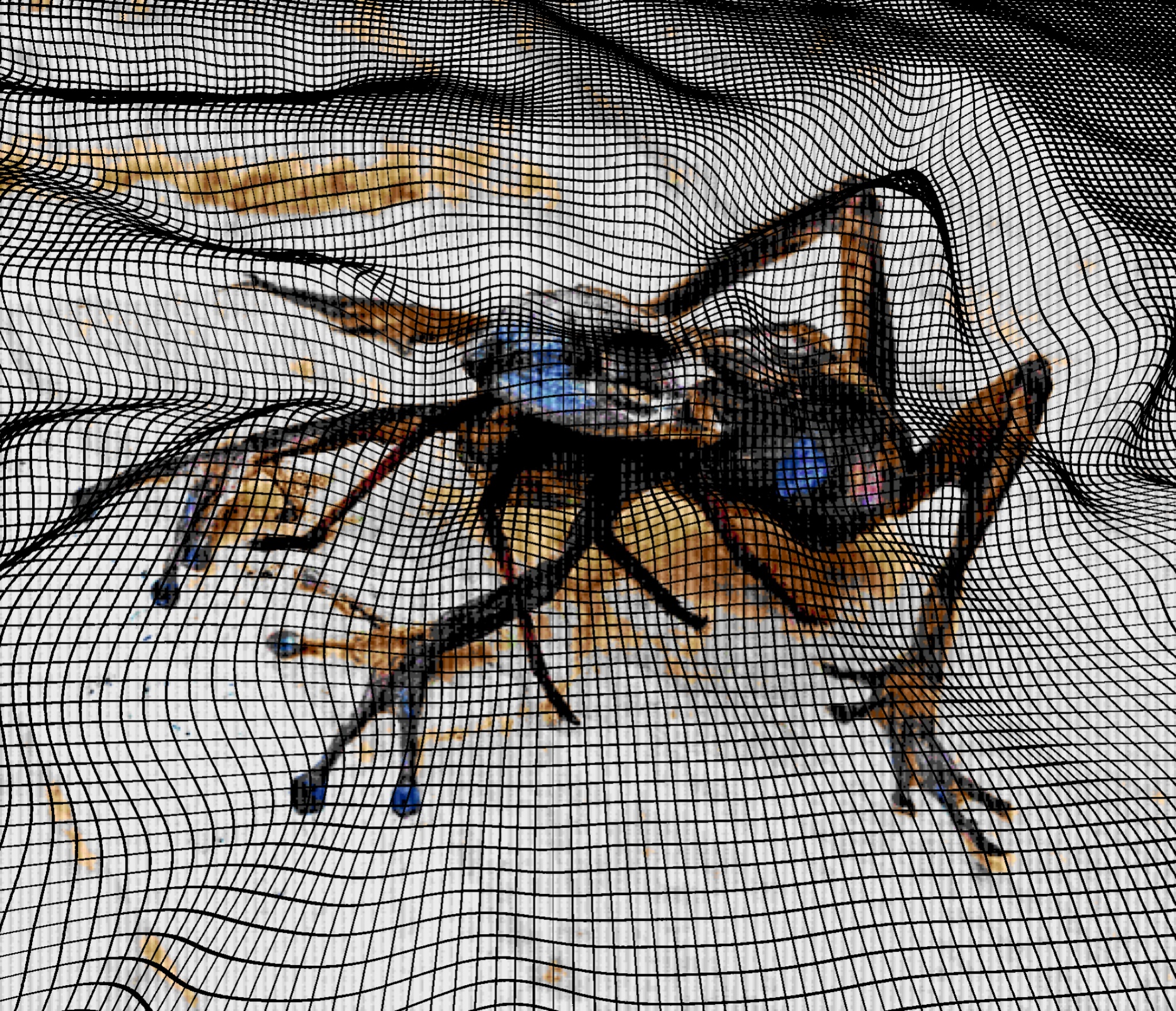 Arachnophibian