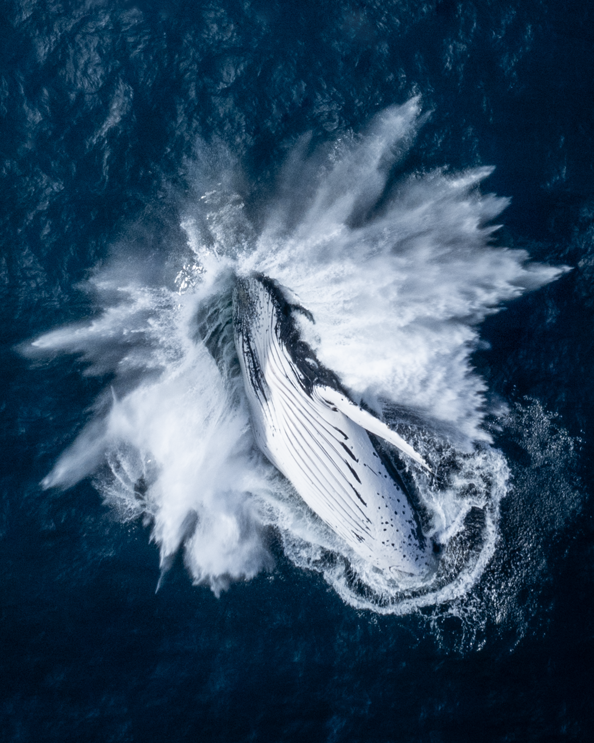 The Breach