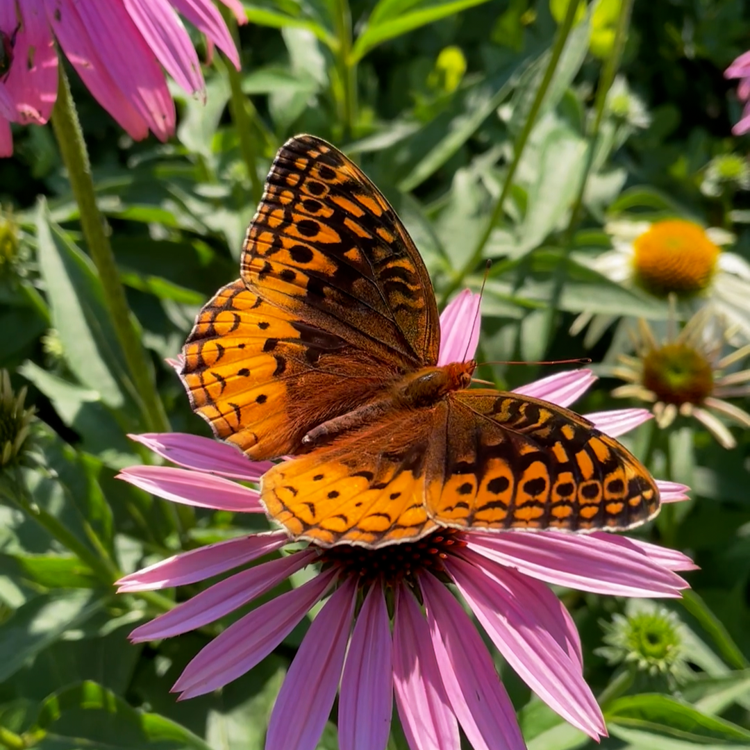 Butterfly Dance