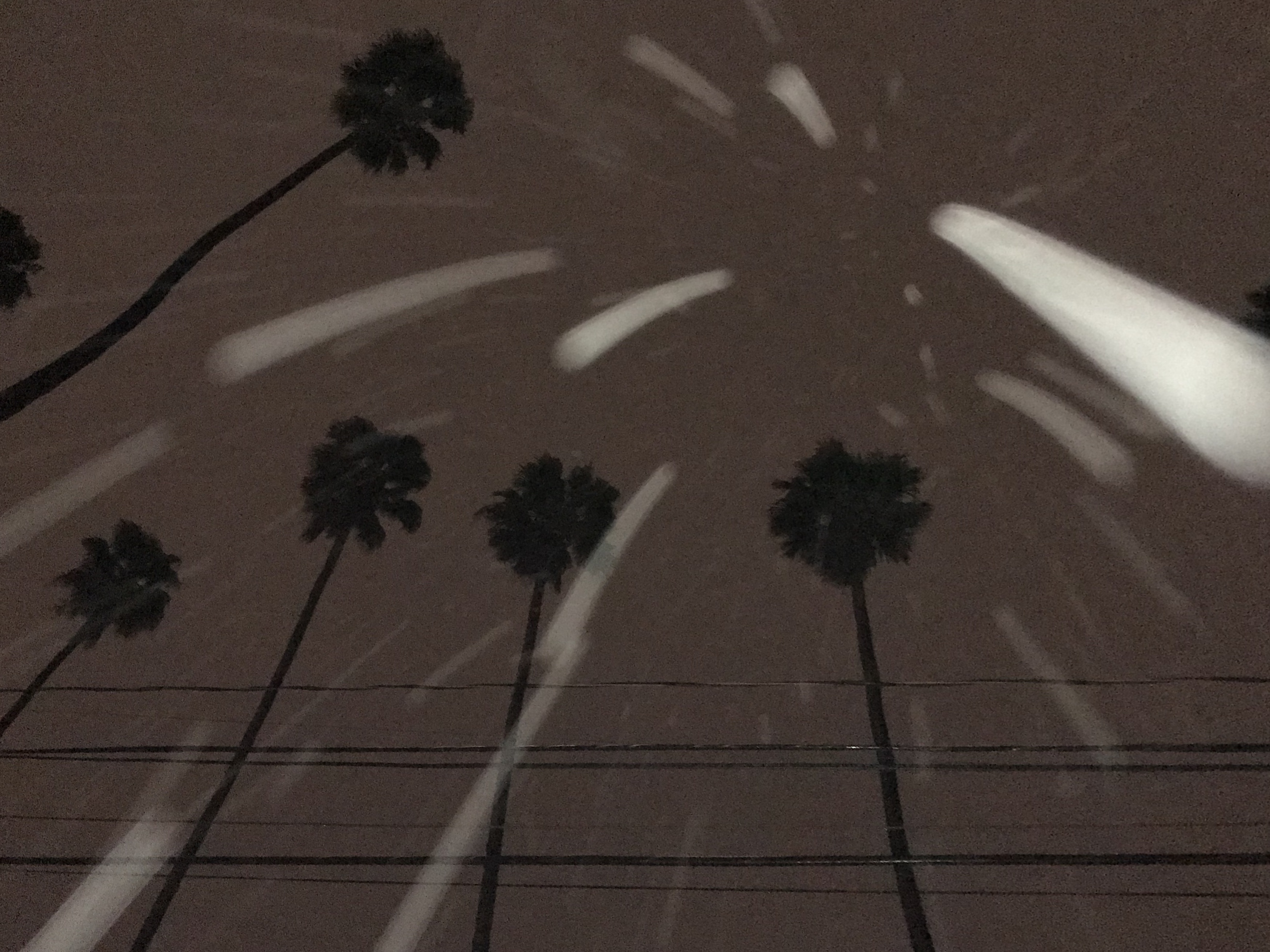 Palms to the sky