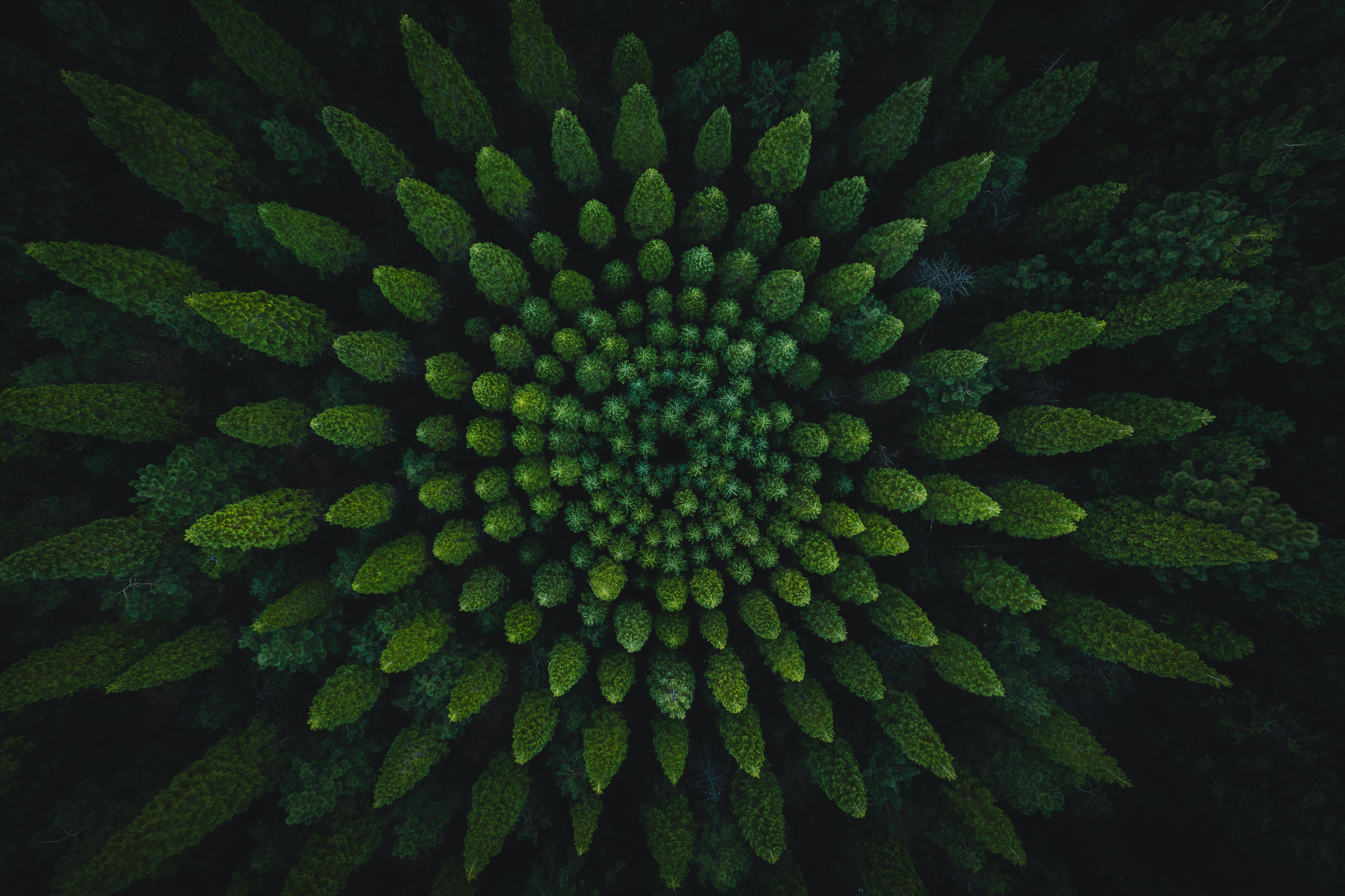Forest Circles 