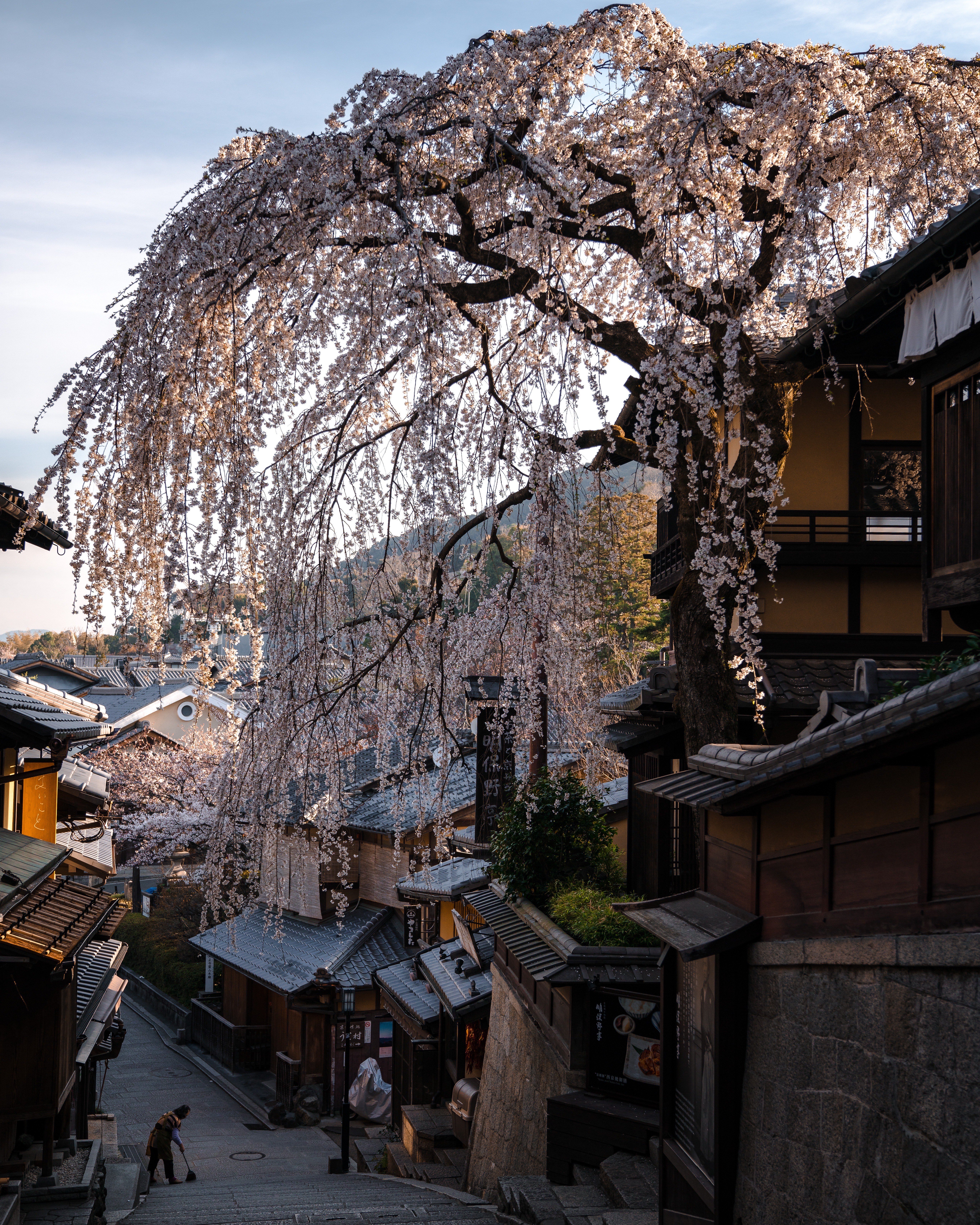 Spring Morning in Kyoto